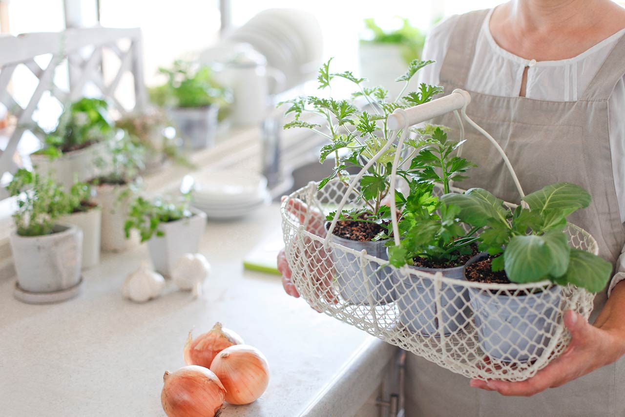 Woman holding indoor window vegetable planters