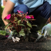 Man planting flowers outdoors, closeup